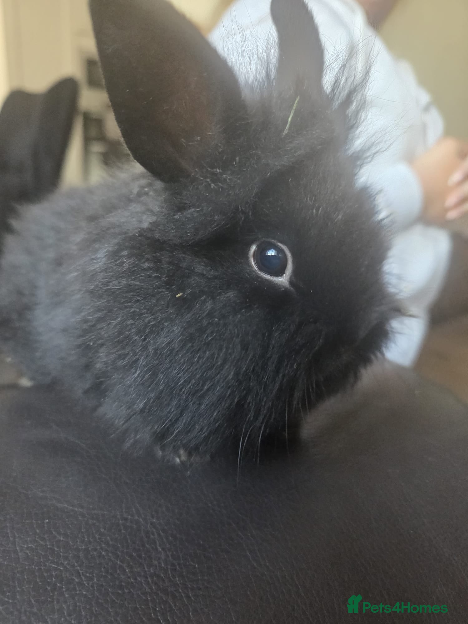 Mixed Breed rabbits for sale: 4 Baby (2 black) bunnies looking for forever homes - Advert 6