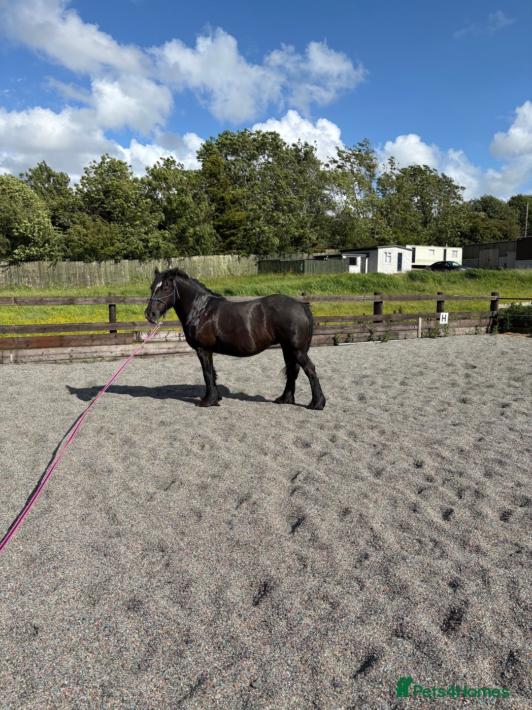 Other Breed horses for sale: Dales x Cob for sale - Image 3