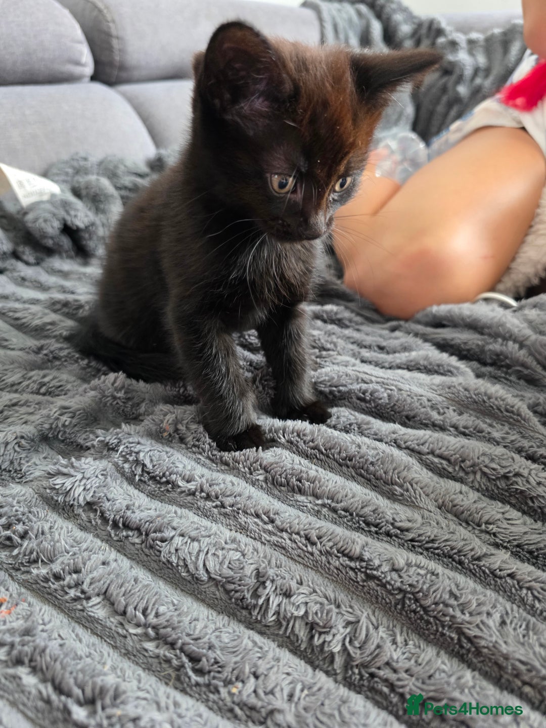 Mixed Breed cats for sale: Lovely little kitten girl - Image 4