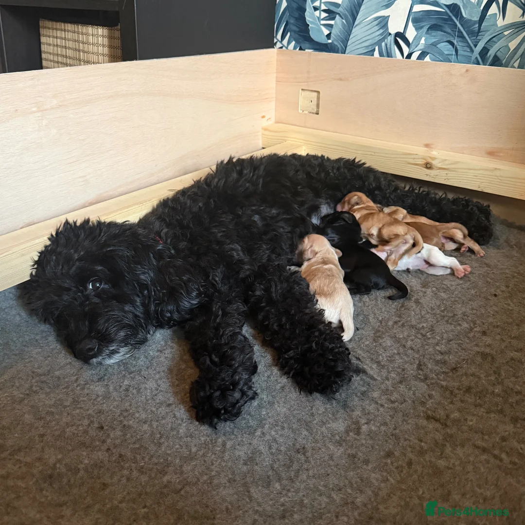 Cockapoo dogs for sale: Beautiful Cockapoo Puppies  - Advert 1