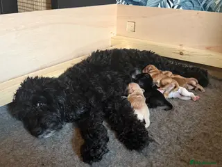 Cockapoo dogs Beautiful Cockapoo Puppies - Advert 2