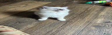 Ragdoll 1