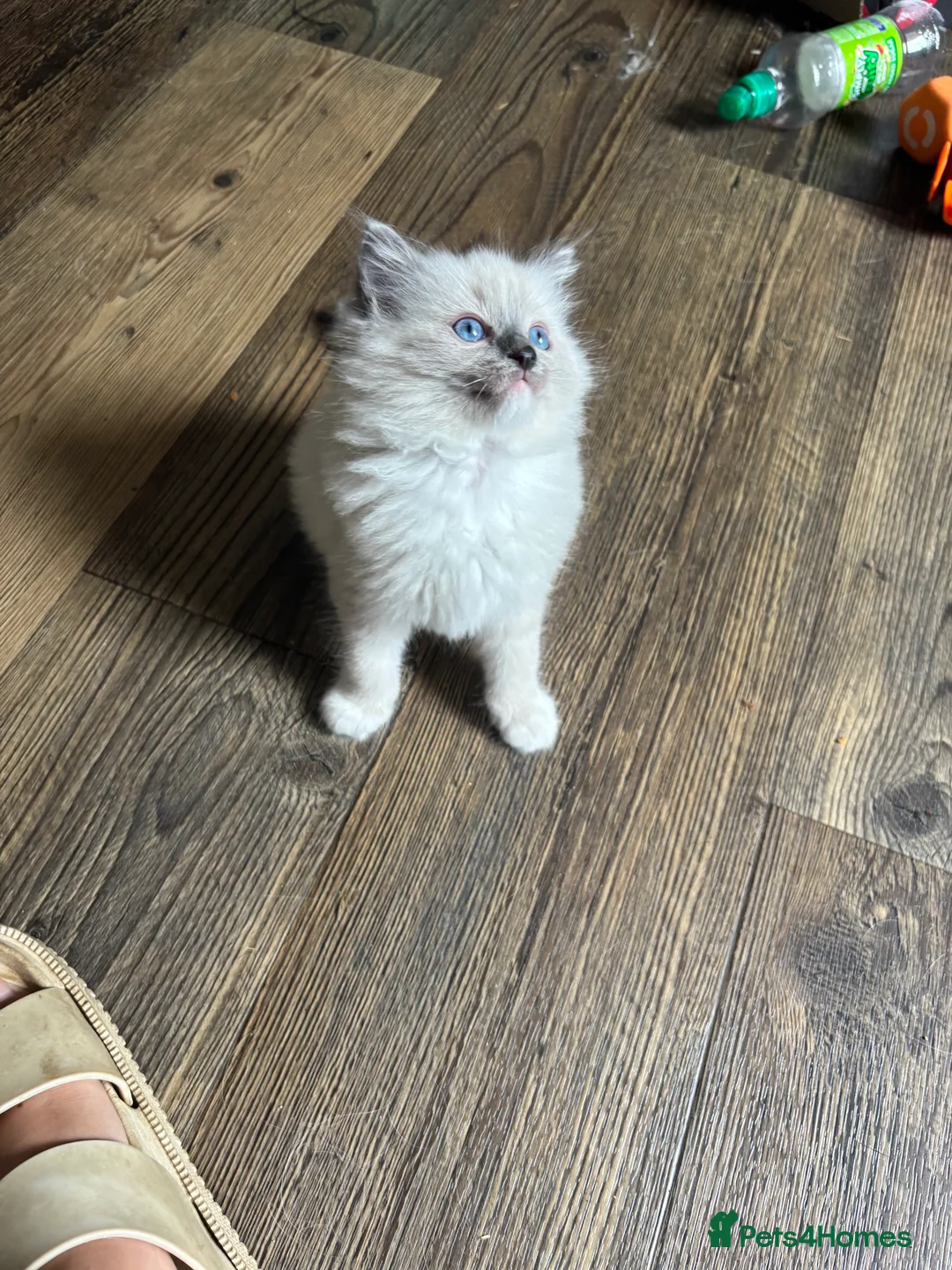 Ragdoll cats for sale: Stunning Female Ragdoll Kittens – Born 1st July 🐾 in Stockton-on-Tees - Advert 6