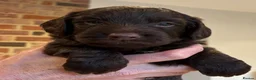 Cockapoo dogs for sale: 4 F1 chocolate cockapoos 2 boys 2 girls  - Advert 5