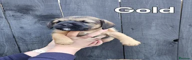 Border Terrier Puppy gold 