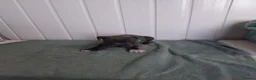 Staffordshire Bull Terrier dogs for sale: Staffordshire bull terrier puppies for sale  in Wednesbury - Advert 4