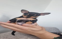 Miniature Pinscher dogs for sale: Pinscher miniatures  - Image 12