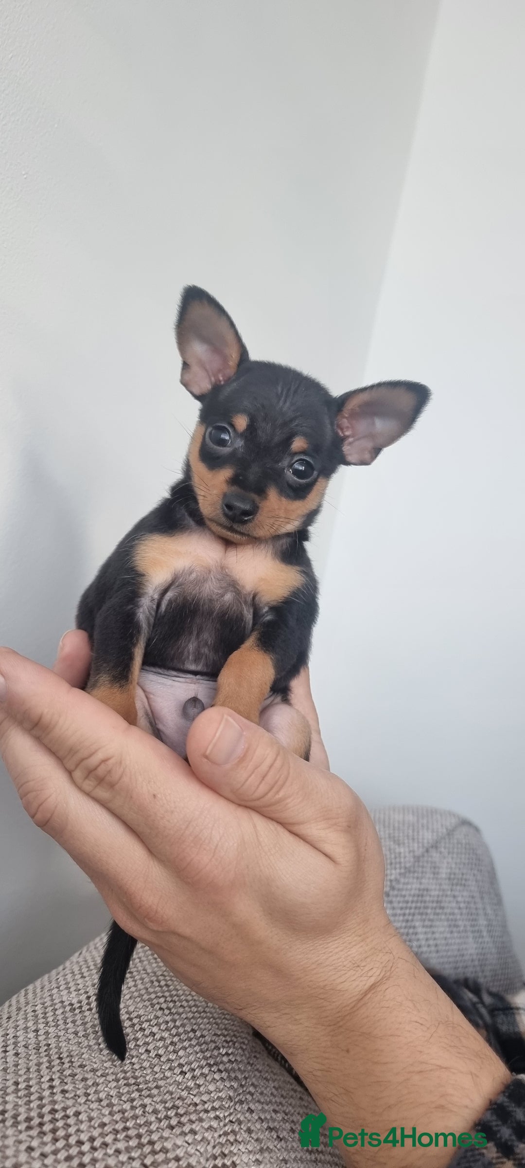 Miniature Pinscher dogs for sale: Pinscher miniatures  - Image 12