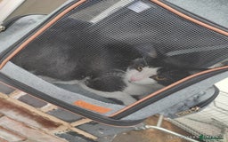 British Shorthair cats for sale: Two male cats Rio and Shadow  - Image 1