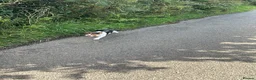 Jack Russell dogs for sale: Stunning Jack Russell‘s in Liskeard - Advert 1