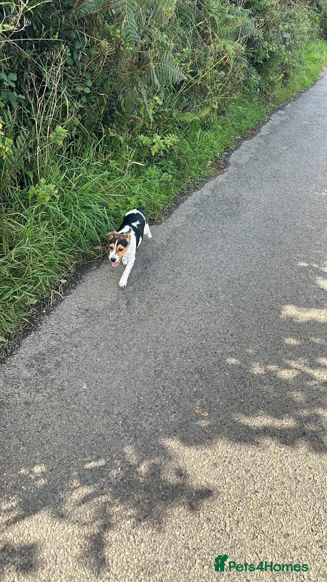 Jack Russell dogs for sale: Stunning Jack Russell‘s in Liskeard - Advert 1
