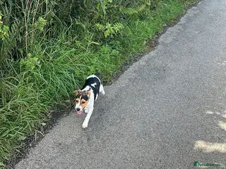 Jack Russell dogs Stunning Jack Russell‘s - Advert 1