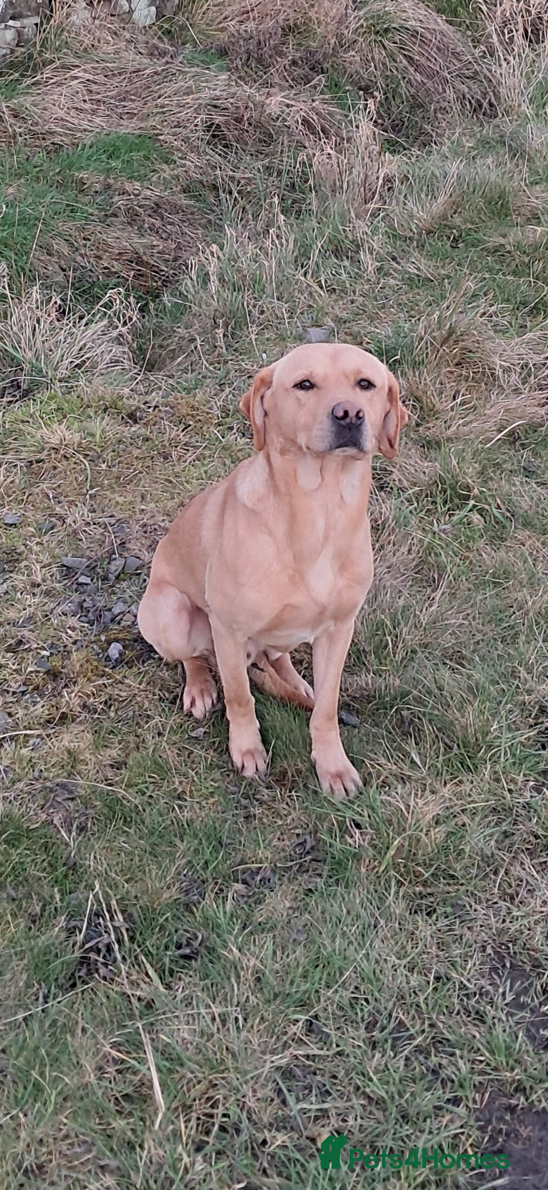 Labrador Retriever dogs for stud: Working Labrador at stud  - Advert 7