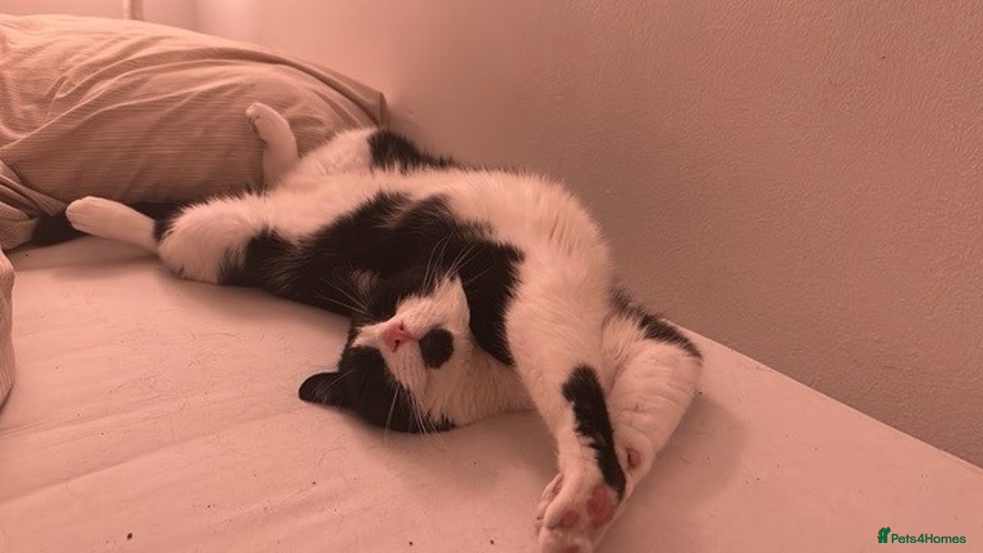 British Shorthair cats for sale: URGENT free - rehoming my beautiful cat <3 - Image 6