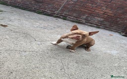 American Bulldog dogs for sale: American pocket bully  - Image 2