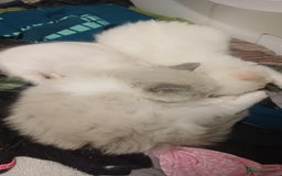 Ragdoll cats for sale: Rare cream point ragdoll & 2 blue bicolour - Image 3