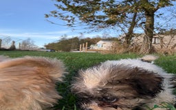 Poochon dogs for sale: READY FOR HER NEW PAW PACK  - Advert 36