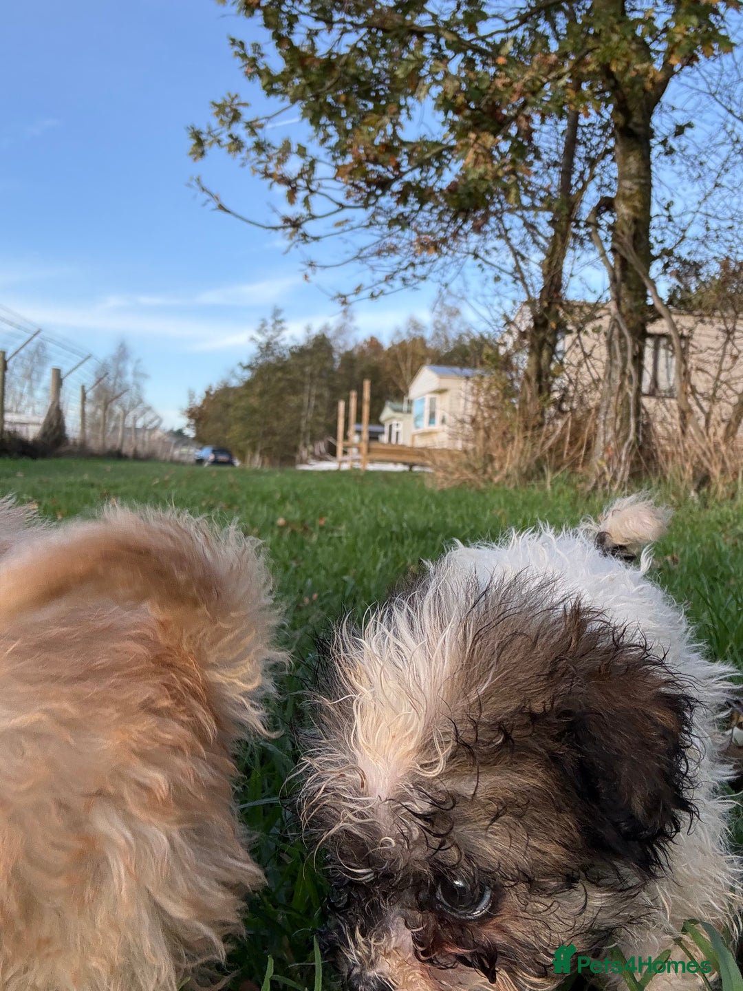 Poochon dogs for sale: READY FOR HER NEW PAW PACK  - Advert 36