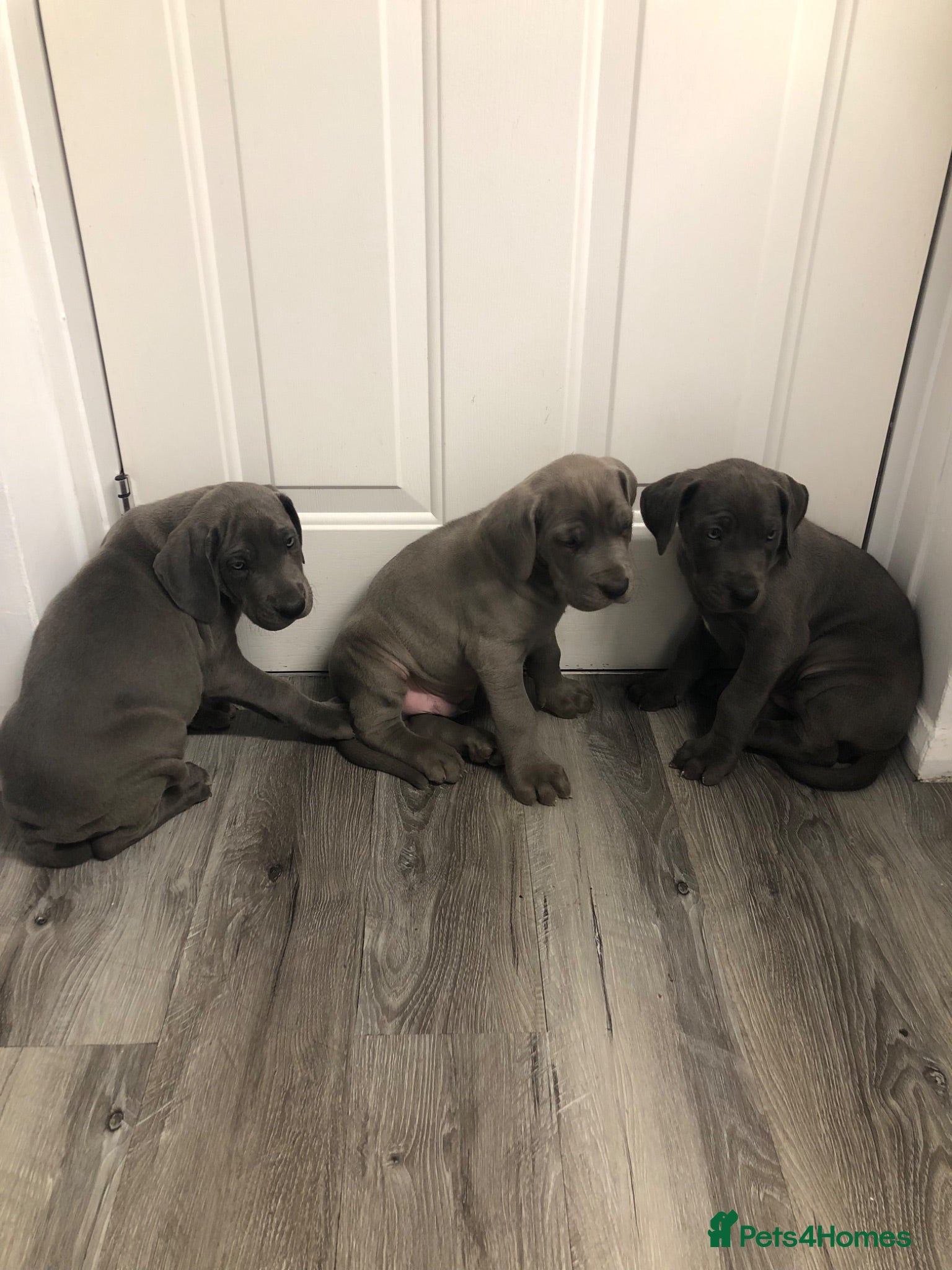 Great Dane dogs Blue Great Dane puppies  - Advert 1