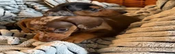 Miniature Dachshund dogs for sale: Stunning Dapple Miniature Dachshund’s  - Advert 16
