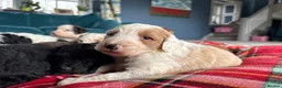 Bernedoodle dogs for sale: Outstanding Bernedoodle F1bs - Advert 32