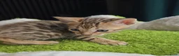 Bengal cats for sale: Outstanding rosetted brown bengal girls and boys🔥 - Advert 16
