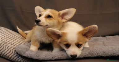 Welsh Corgi Pembroke dogs - Advert 1