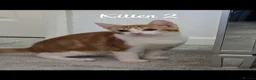Mixed Breed cats for sale: Litter of 4 ginger tabbys available for rehoming - Advert 13