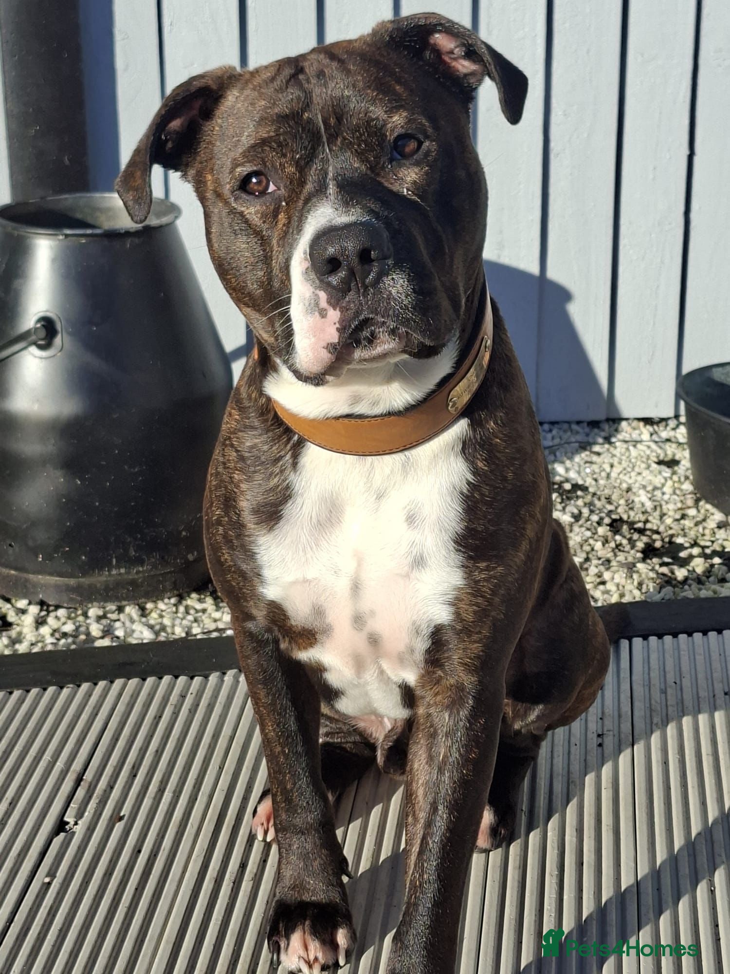 Staffordshire Bull Terrier dogs Chance is looking for his forever home in Tamworth - Advert 14