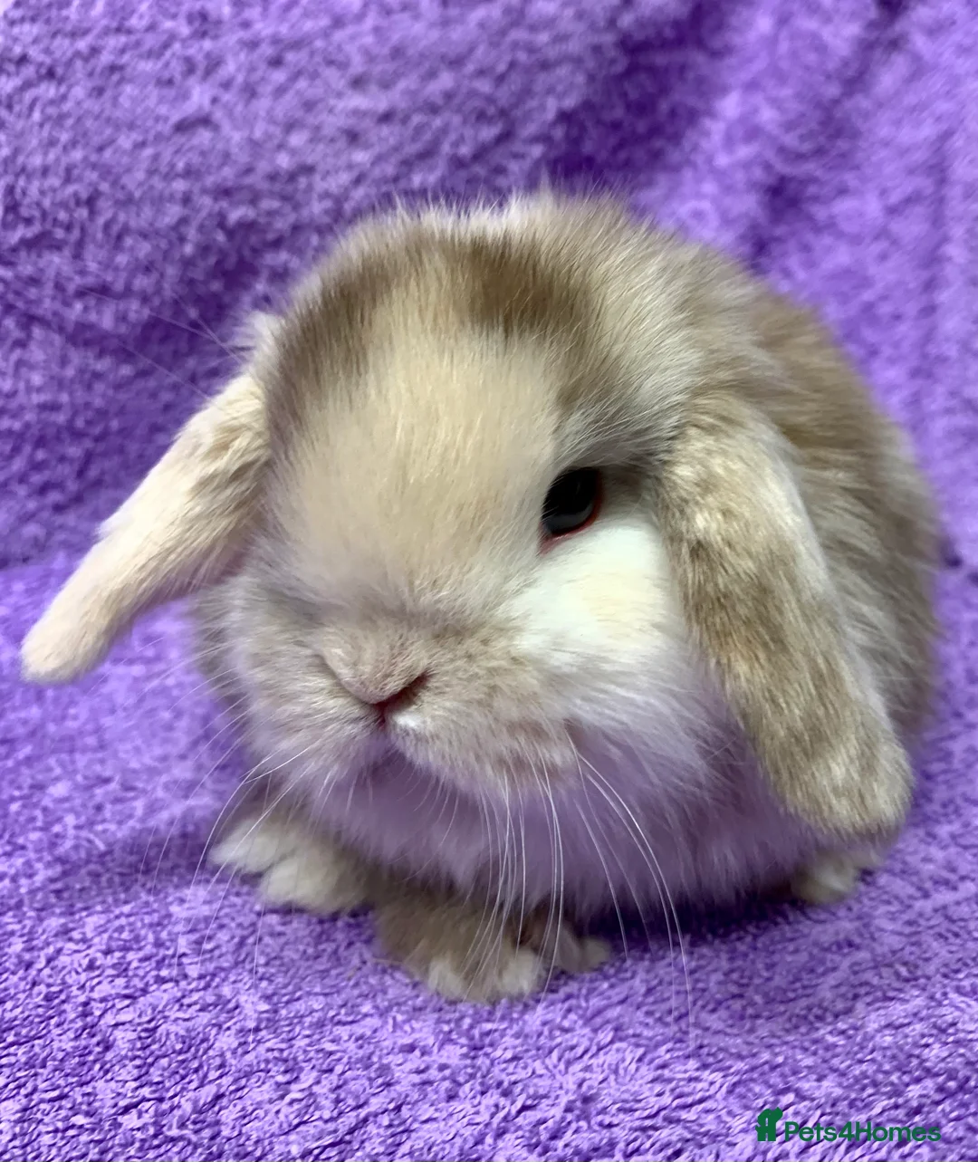 Mini Lop rabbits for sale: Gorgeous purebred baby mini lops ready to reserve - Advert 7