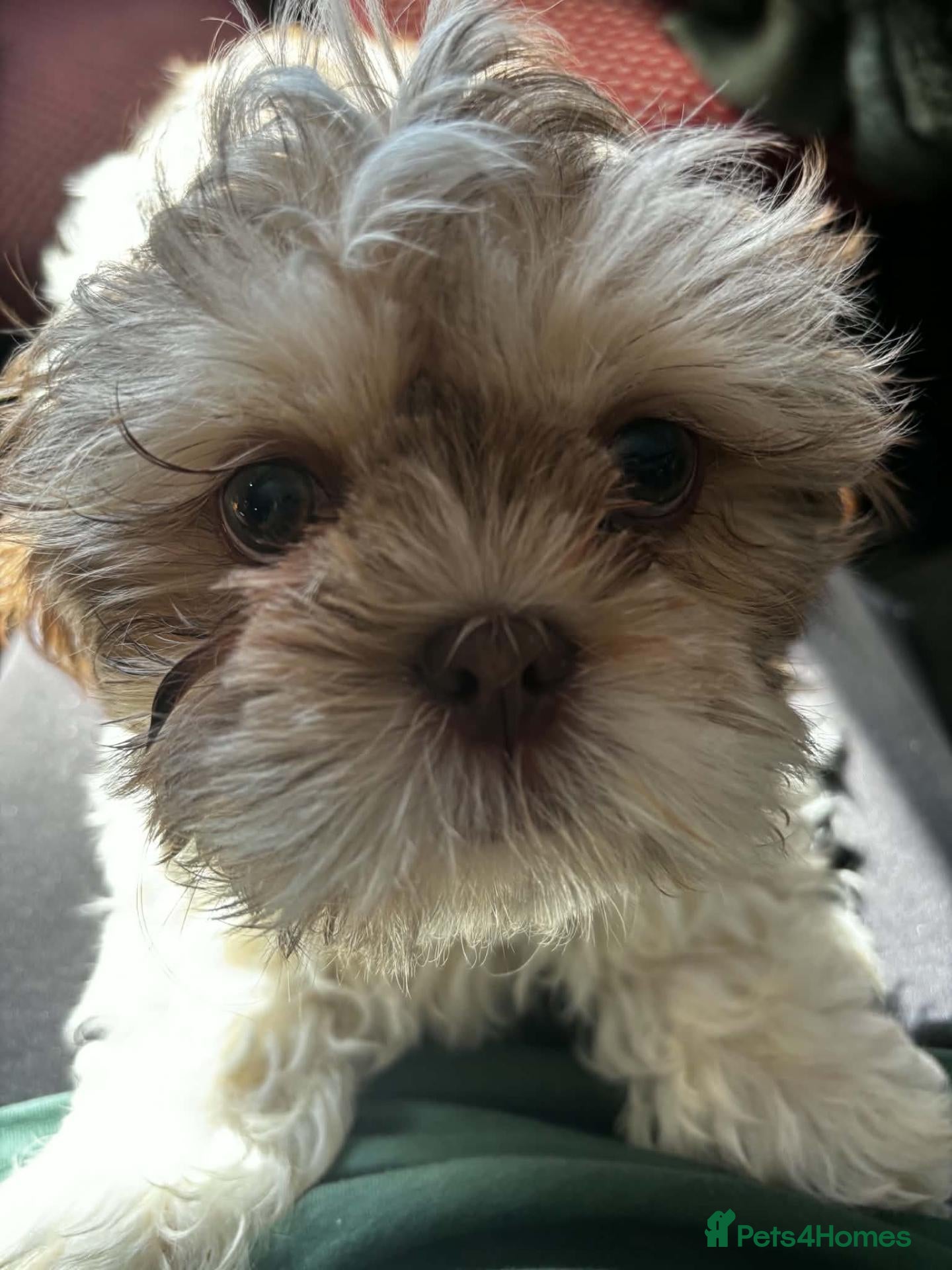 Shih Tzu dogs Pure-Bred Shih Tsu boy puppy Ready now - Advert 2