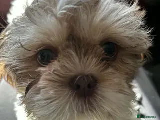 Shih Tzu dogs Pure-Bred Shih Tsu boy puppy Ready now - Advert 2