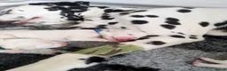 Dalmatian dogs for sale: KC Show Quality Rare LUA Dalmatian Puppies - Advert 6