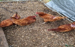 Chickens poultry for sale: Rhode Island Hybrids - Image 3