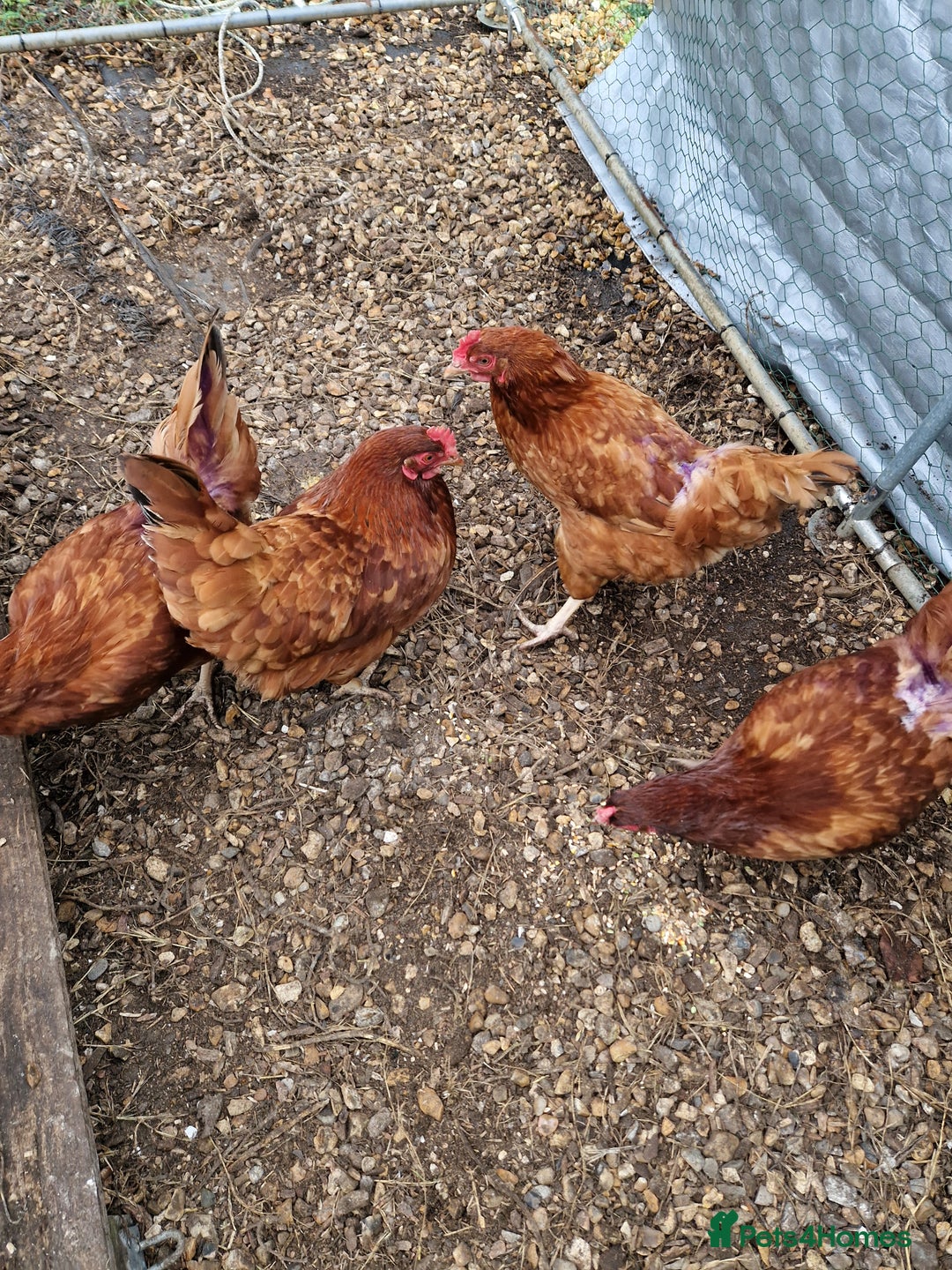 Chickens poultry for sale: Rhode Island Hybrids - Image 3