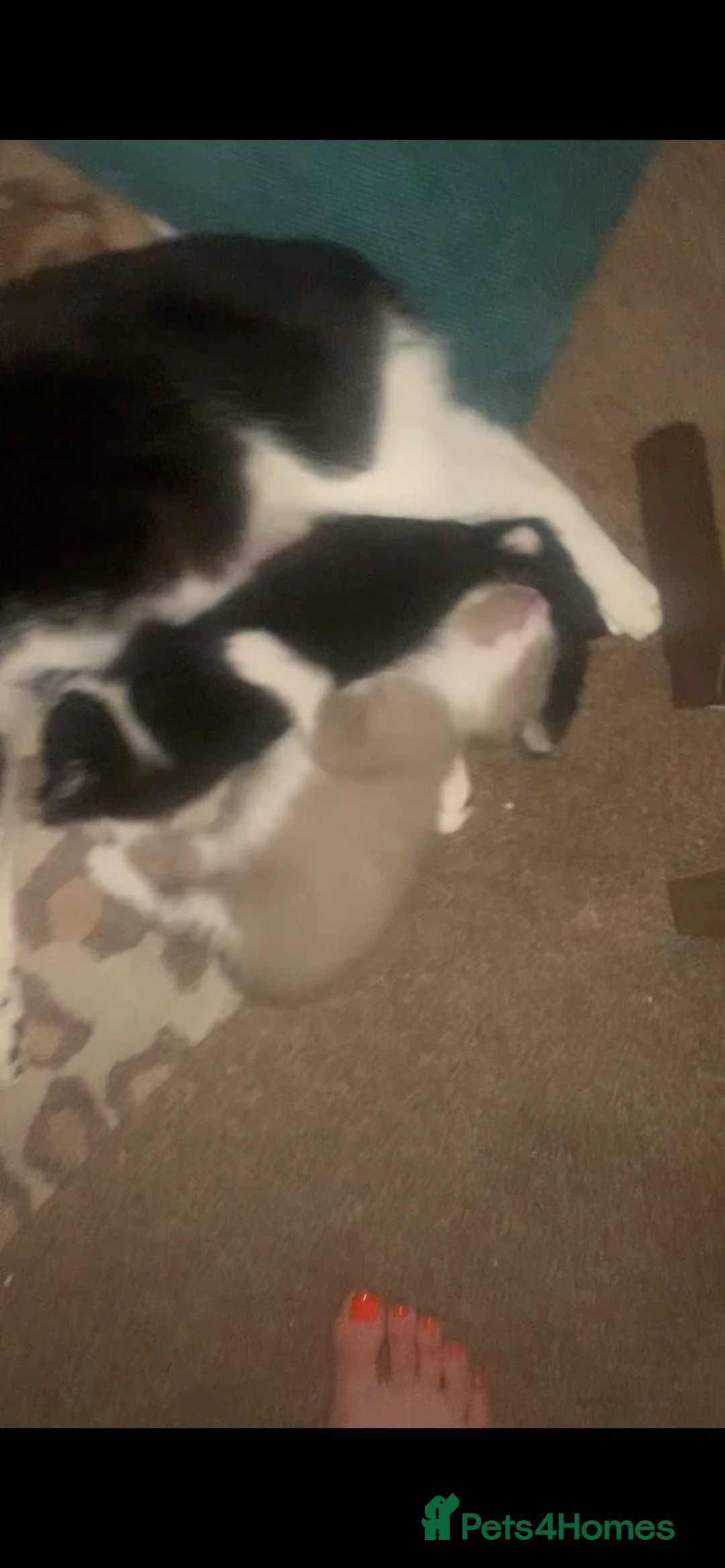 Mixed Breed cats for sale: Half sphynx half British shorthair kittens  in Crawley - Advert 17