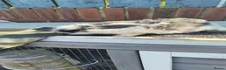 Mini Lop rabbits for sale: three mini lop bucks - Advert 4