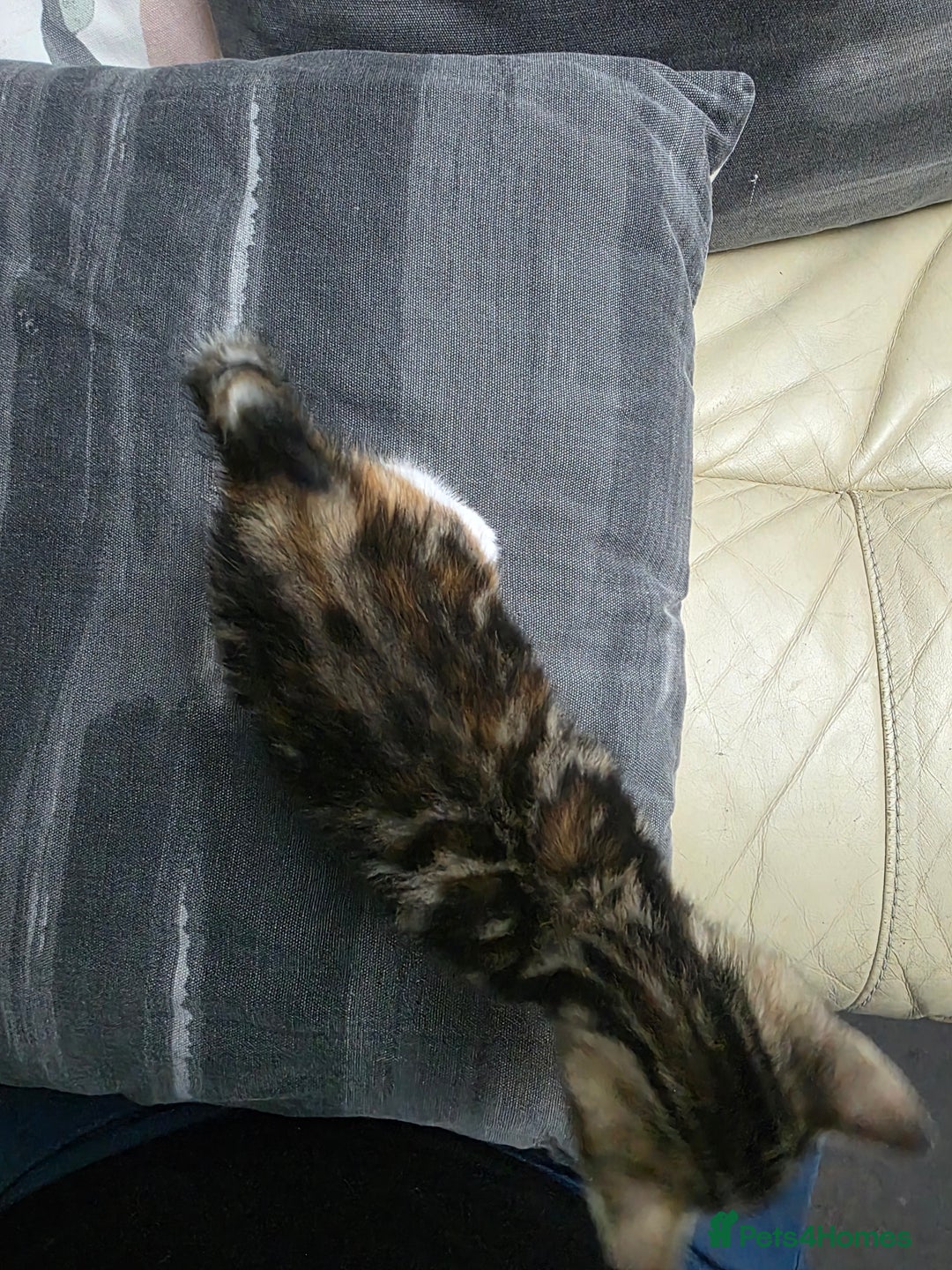 British Shorthair cats for sale: Rare ginger females. 1 male. British shorthair - Advert 7