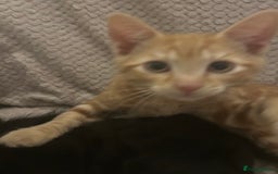 Mixed Breed cats for sale: Beautiful kittens ❤️ - Image 4