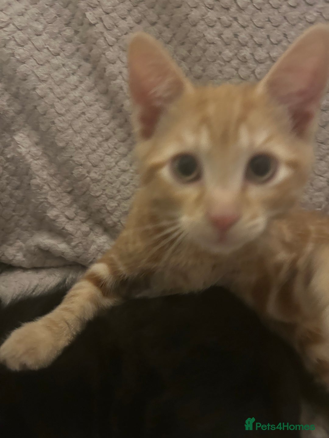 Mixed Breed cats for sale: Beautiful kittens ❤️ - Image 4