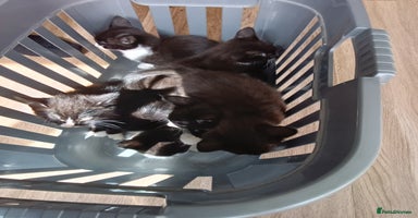 Mixed Breed cats - Advert 9