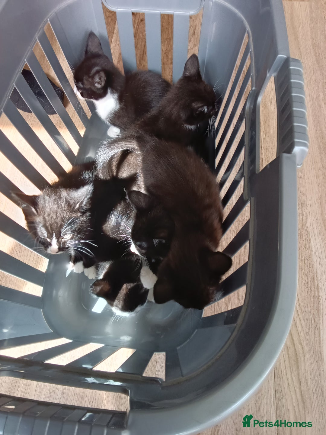 Mixed Breed cats for sale: Pet kittens  - Image 3