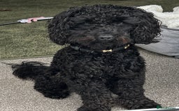 Toy Poodle dogs for sale: Toy Poodle Black - Image 1