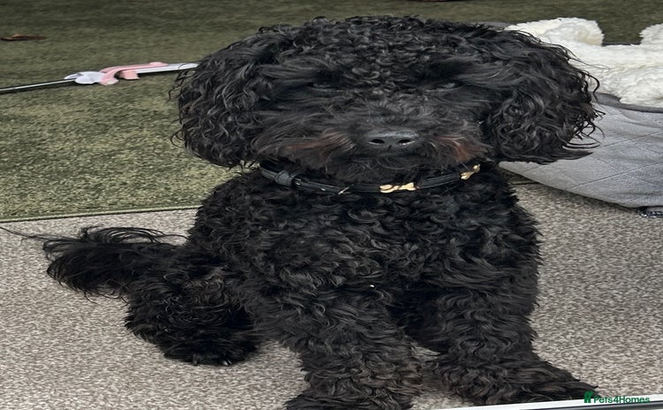 Toy Poodle dogs - Advert 8