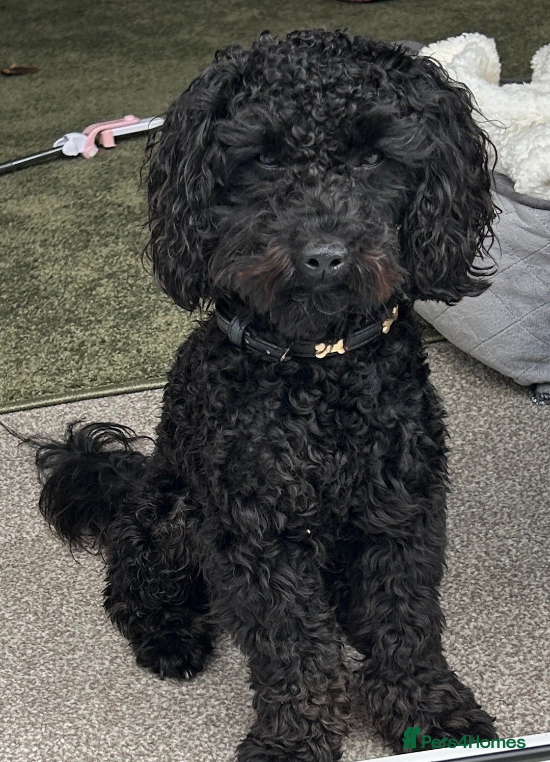 Toy Poodle dogs for sale: Toy Poodle Black - Image 1