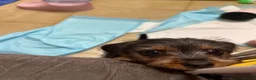 Mixed Breed dogs for sale: Dorkie (dachshund x Yorkie) pups beautiful pups🐾 - Advert 2