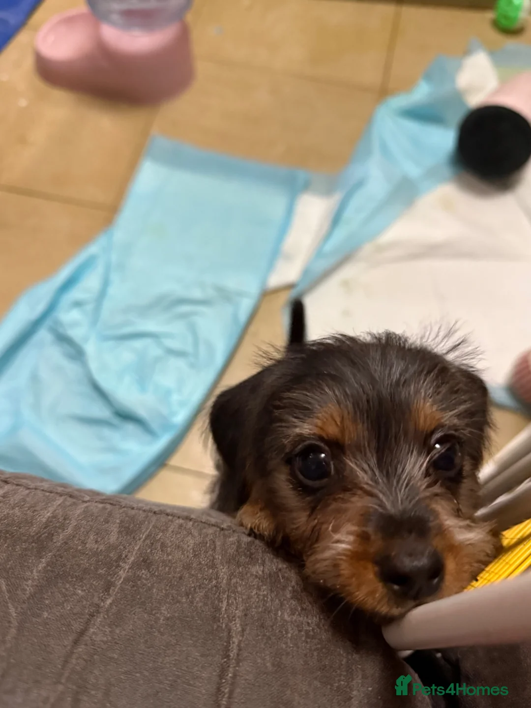 Mixed Breed dogs for sale: Dorkie (dachshund x Yorkie) pups beautiful pups🐾 - Advert 2