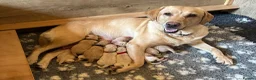 Labrador Retriever dogs for sale: Exceptional yellow/golden KC reg Labrador puppies - Advert 1