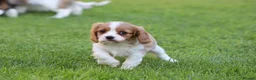 Mixed Breed dogs for sale: Playful Pugalier puppies for sale!  - Advert 18
