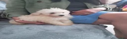 Maltipoo dogs for sale: Multipoo  - Advert 4